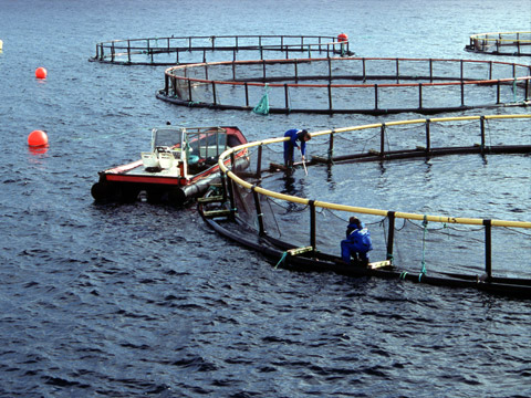 Aquaculture Industry